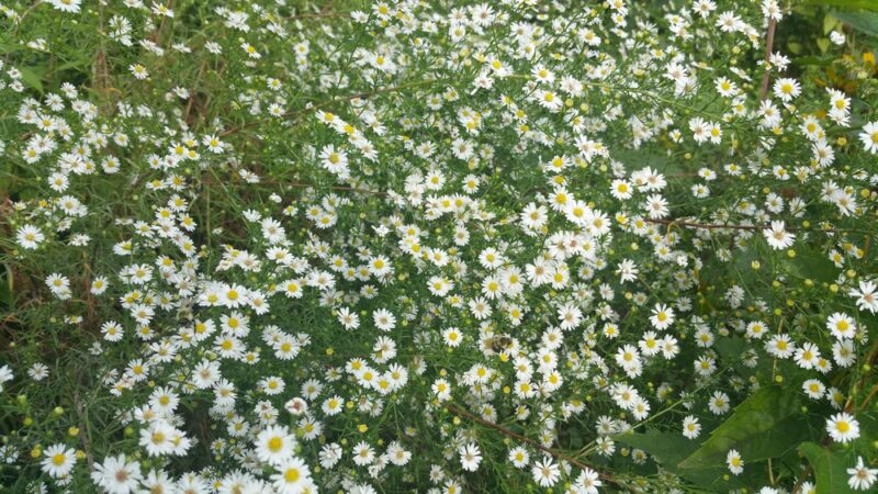 O'Connor's Tail - Elmhurst, NY