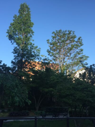 O'Connor's Tail - Elmhurst, NY