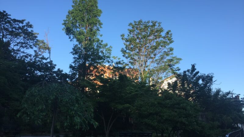 O'Connor's Tail - Elmhurst, NY