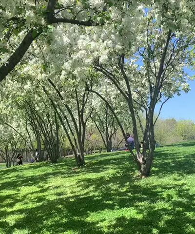 Elmhurst Park - Elmhurst, NY