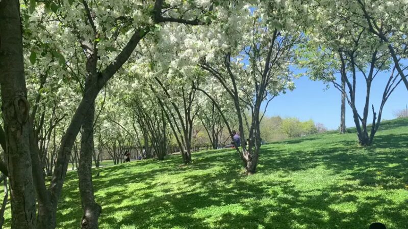 Elmhurst Park - Elmhurst, NY