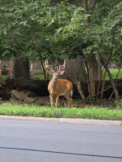 Elmwood Park - Elmwood Park, IL