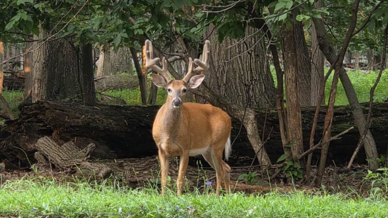 Elmwood Park - Elmwood Park, IL