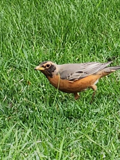 Elmwood Park - Elmwood Park, IL