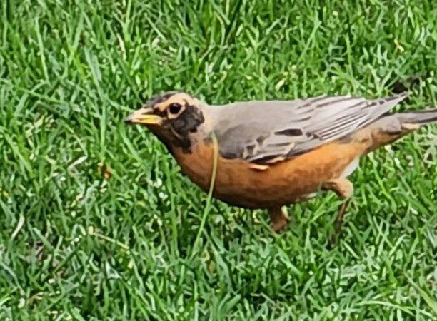 Elmwood Park - Elmwood Park, IL