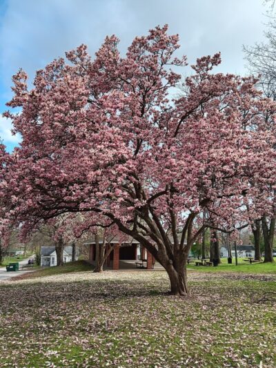 Elsberry City Park - Elsberry, MO