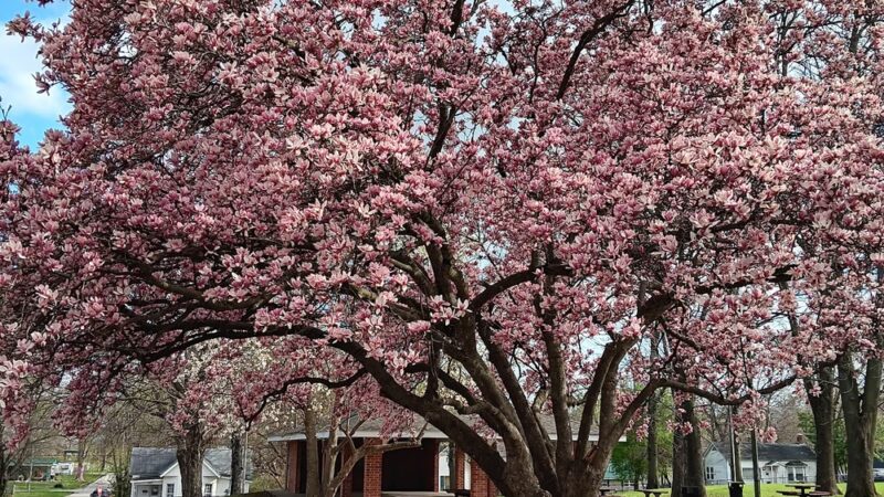 Elsberry City Park - Elsberry, MO