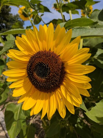 CHILDREN'S GARDEN - Elwood, IL