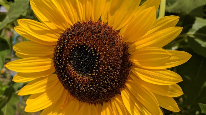 CHILDREN'S GARDEN - Elwood, IL