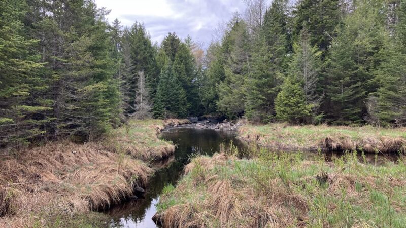 Bicknell & Colette Trails - Enfield, NH