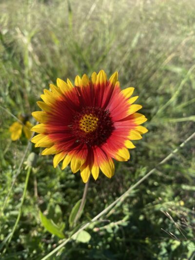 Dove valley regional park - dog park - Englewood, CO