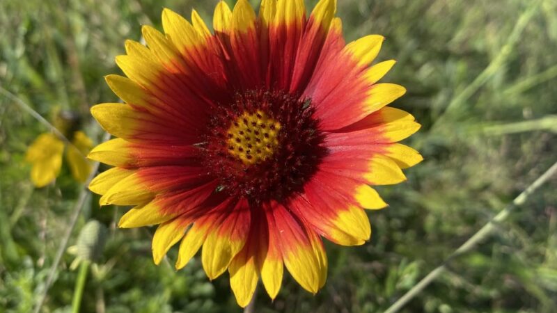 Dove valley regional park - dog park - Englewood, CO
