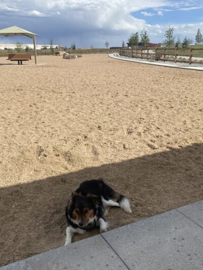 Dove valley regional park - dog park - Englewood, CO