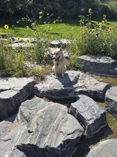 Northwest Greenbelt Off-Leash Dog Park - Englewood, CO