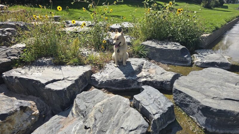 Northwest Greenbelt Off-Leash Dog Park - Englewood, CO
