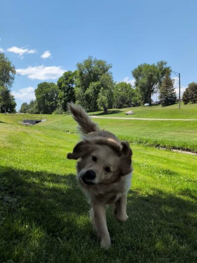 Northwest Greenbelt Off-Leash Dog Park - Englewood, CO