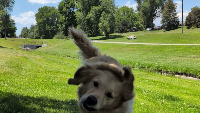 Northwest Greenbelt Off-Leash Dog Park - Englewood, CO