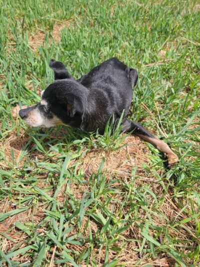Northwest Greenbelt Off-Leash Dog Park - Englewood, CO