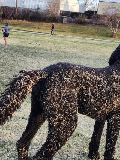 Northwest Greenbelt Off-Leash Dog Park - Englewood, CO