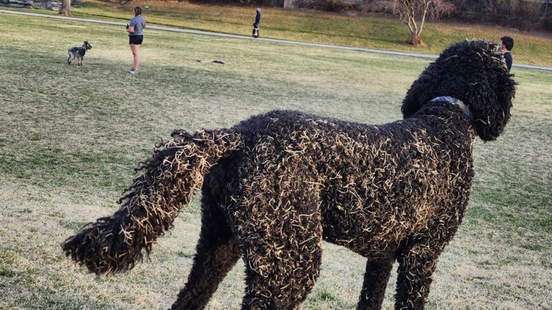 Northwest Greenbelt Off-Leash Dog Park - Englewood, CO