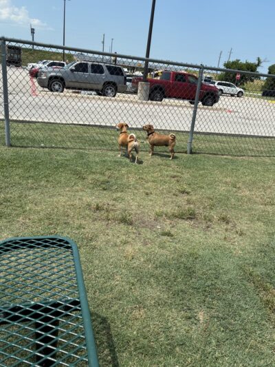 Dog Park at Love's Travel Stops - Ennis, TX
