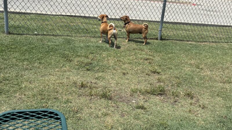 Dog Park at Love's Travel Stops - Ennis, TX