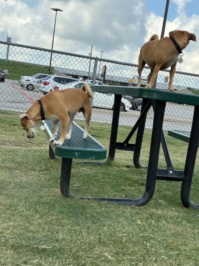 Dog Park at Love's Travel Stops - Ennis, TX