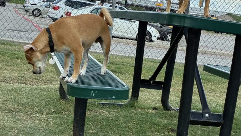 Dog Park at Love's Travel Stops - Ennis, TX