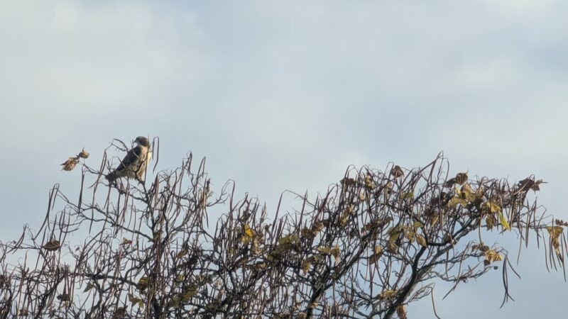 Harborcreek Community Park - Erie, PA