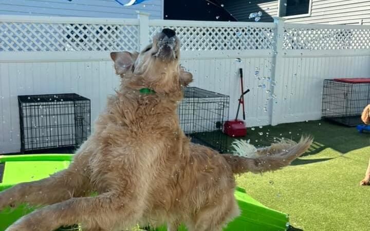 Allie's Walkabout - Erlanger, KY