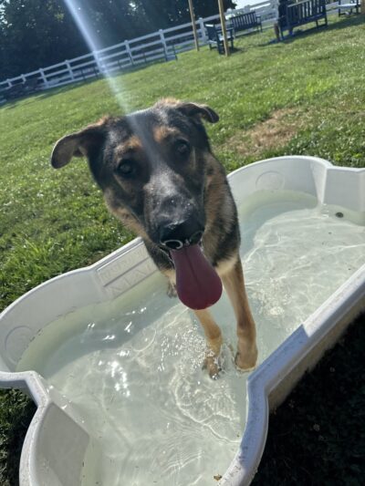 Allie's Walkabout - Erlanger, KY