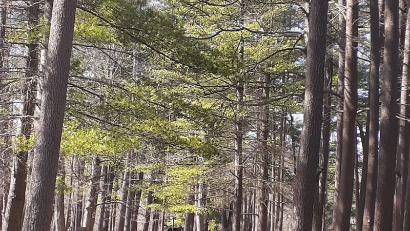 The Sanctuary at Look Park - Erving, MA