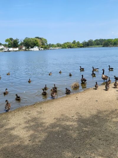Baltimore County Cox's Point Park - Essex, MD
