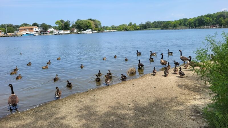 Baltimore County Cox's Point Park - Essex, MD