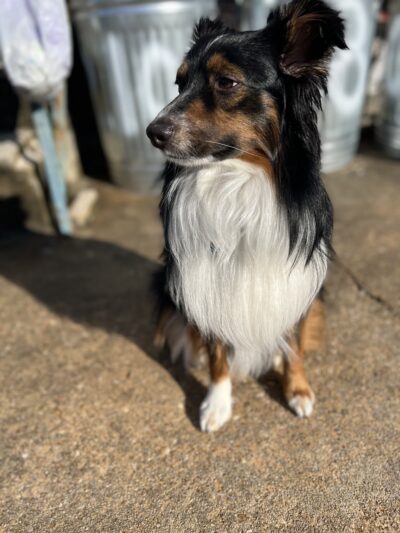 Bark-N-Bubbles - Essex, MD