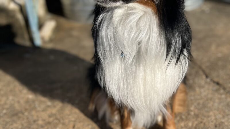 Bark-N-Bubbles - Essex, MD