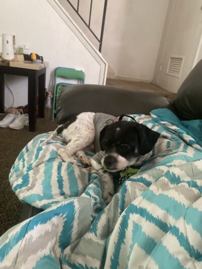 Bark-N-Bubbles - Essex, MD