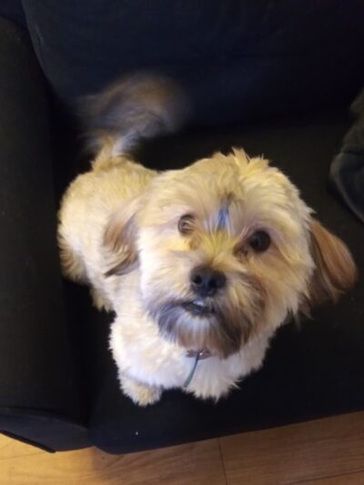 Dorothy's Dapper Dogs LLC - Essex, MD
