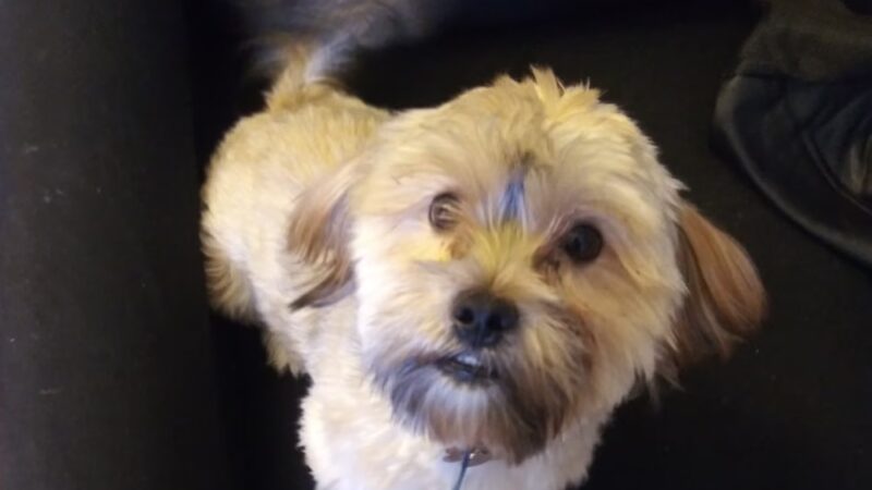 Dorothy's Dapper Dogs LLC - Essex, MD
