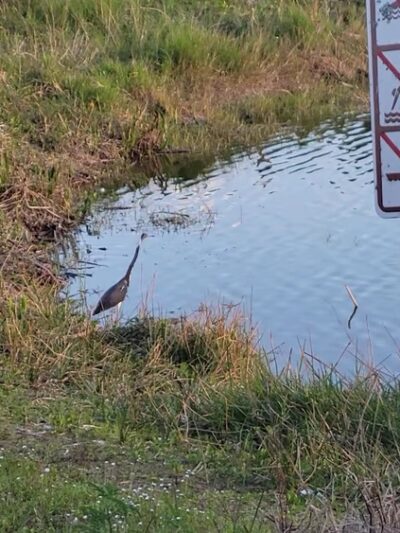 Estero Community Park - Estero, FL