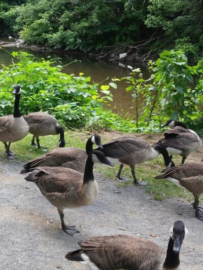 Dougherty Nature Trail Extension - Etna, PA