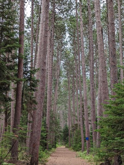 Cathedral Pines Pathways - Eustis, ME