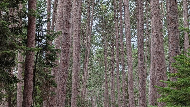 Cathedral Pines Pathways - Eustis, ME