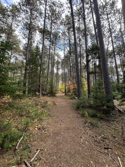 Cathedral Pines Pathways - Eustis, ME