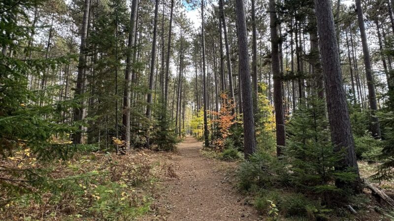 Cathedral Pines Pathways - Eustis, ME