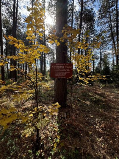 Cathedral Pines Pathways - Eustis, ME