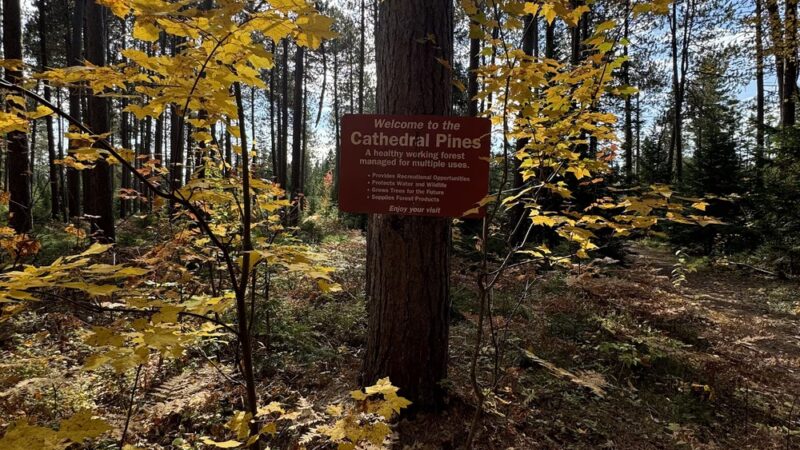 Cathedral Pines Pathways - Eustis, ME