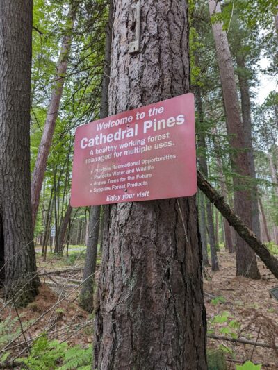 Cathedral Pines Pathways - Eustis, ME