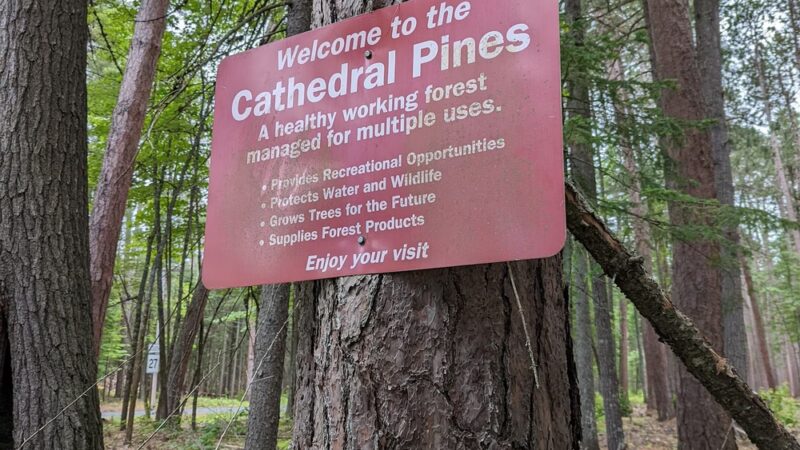 Cathedral Pines Pathways - Eustis, ME