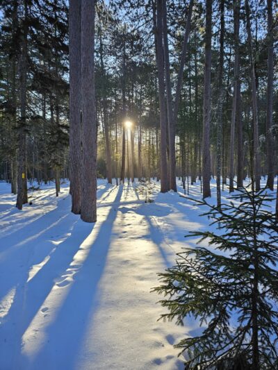 Cathedral Pines Pathways - Eustis, ME